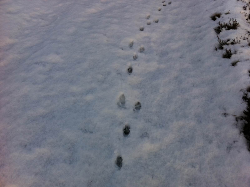 fox footprints are the only marks in the snow