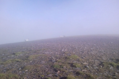 23 Sheep in the mist 23 Sheep in the mist