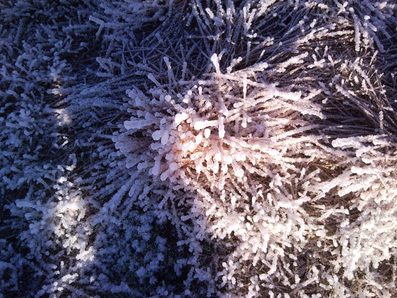 ice crystals in the heather on Starav
