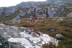 Stags a plenty Stags a plenty