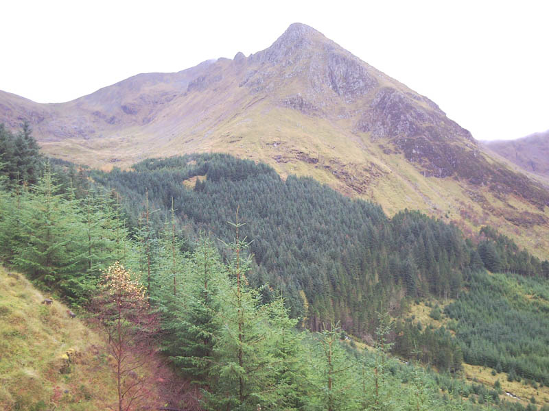 Looking up to Dhonuill summit from above the forest